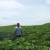 Cassava crop