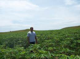 Cassava crop